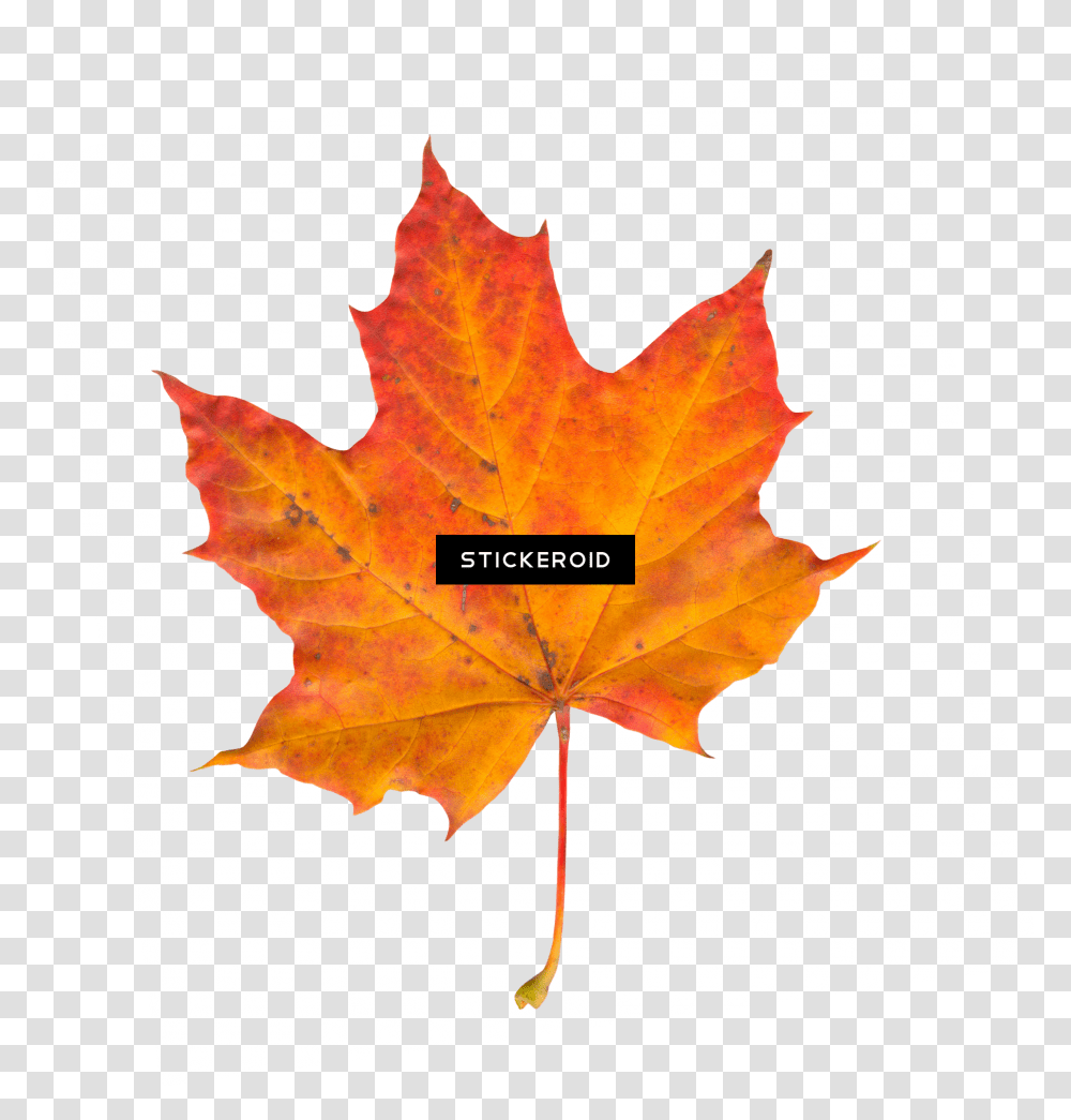 Leaf Autumn Leaves, Plant, Tree, Maple, Maple Leaf Transparent Png