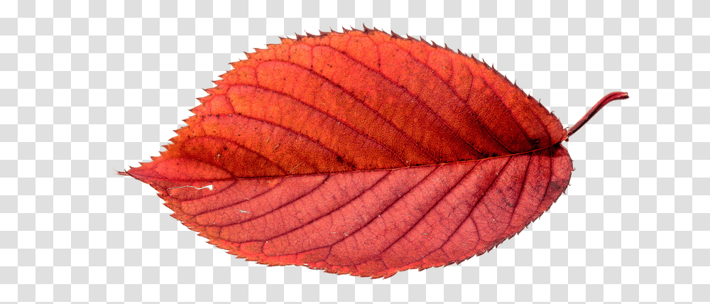 Leaf Autumn Leaves, Veins Transparent Png