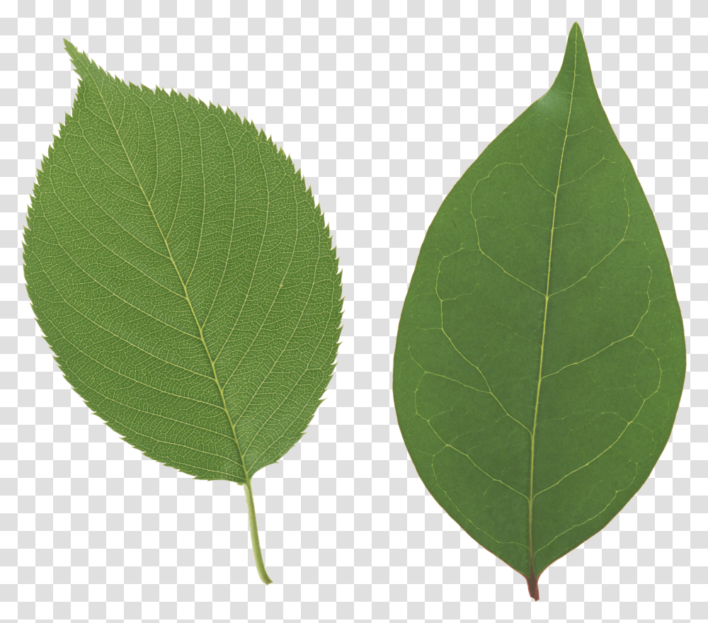 Leaf Background Image Apple Tree Leaves Transparent Png