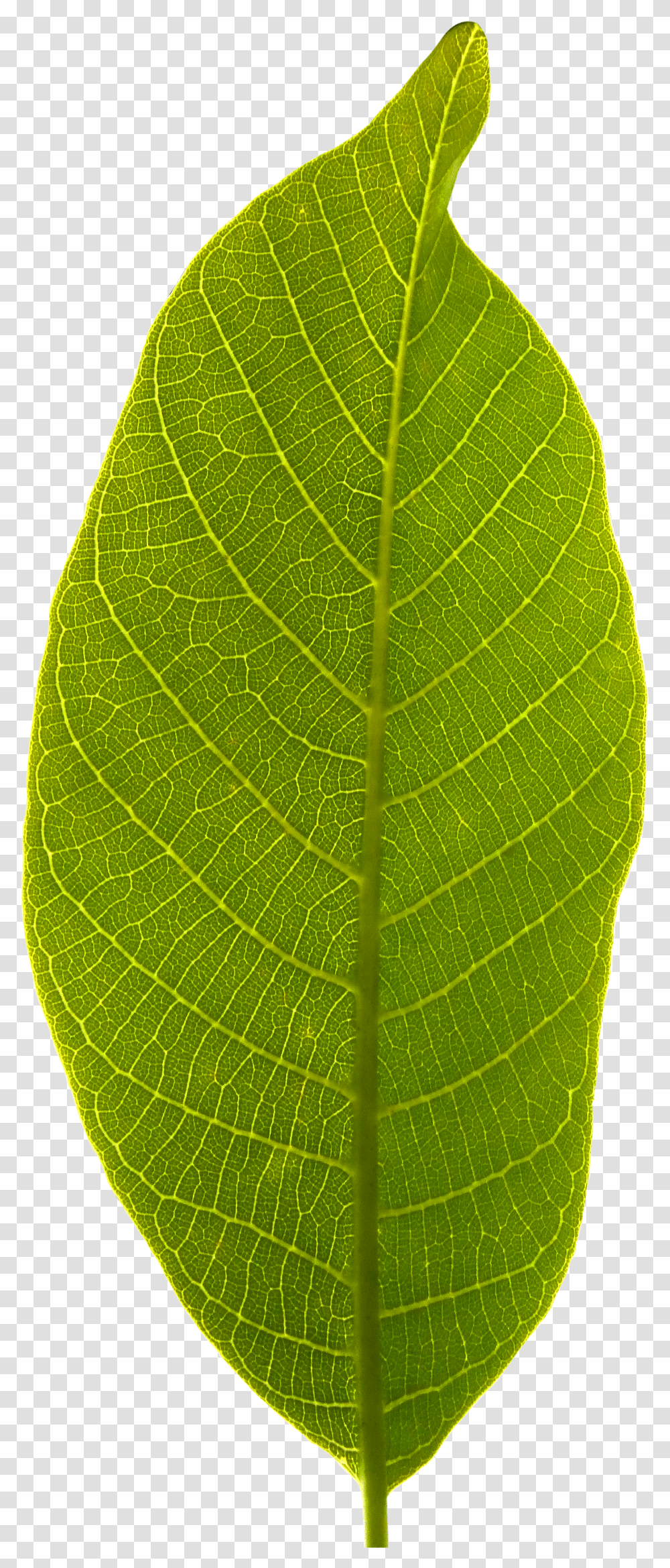 Leaf Background Tree Leaf No Background Transparent Png