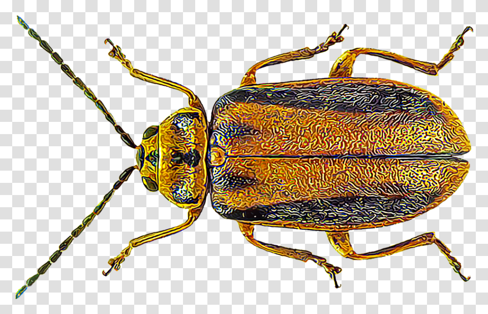Leaf Beetle, Insect, Invertebrate, Animal, Spider Transparent Png