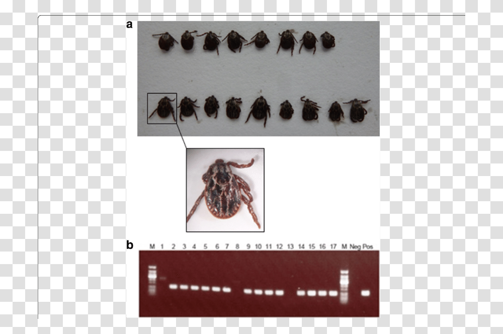 Leaf Beetle, Spider, Invertebrate, Animal, Arachnid Transparent Png