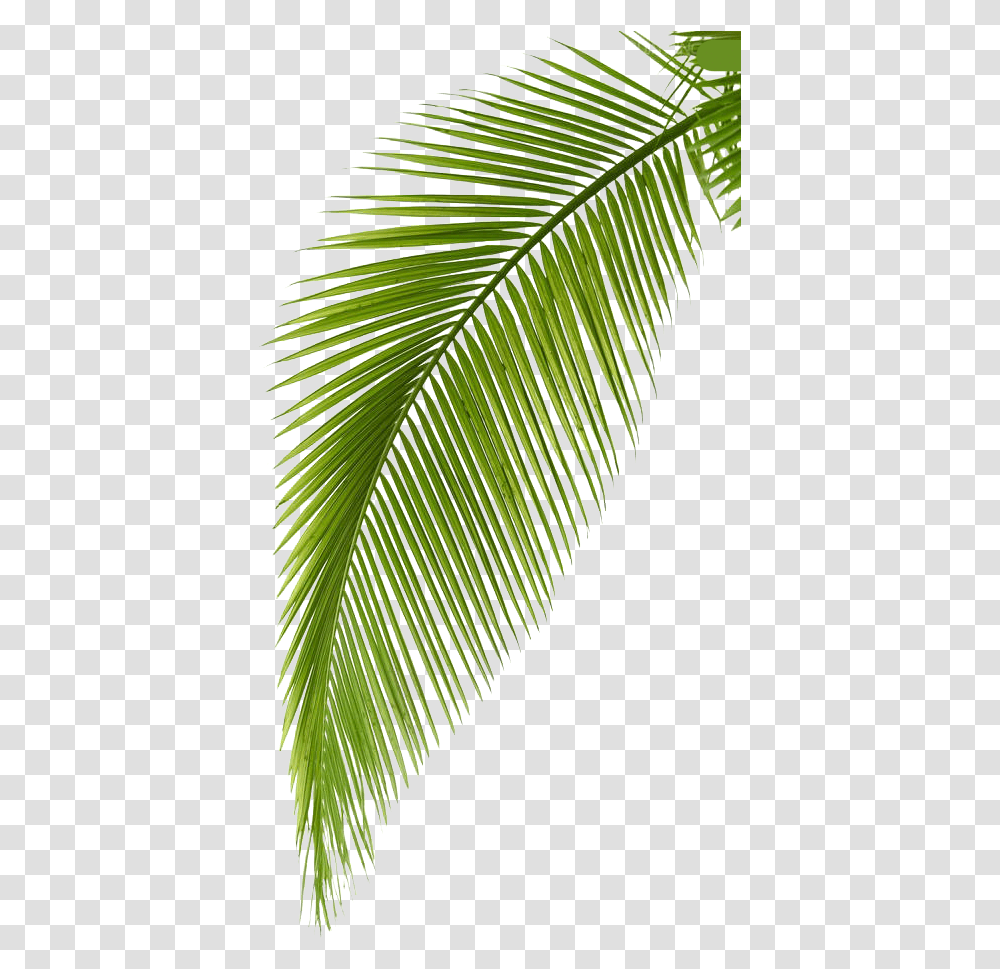 Leaf Branch Clipart Background Coconut Leaf, Green, Plant, Tree, Vegetation Transparent Png