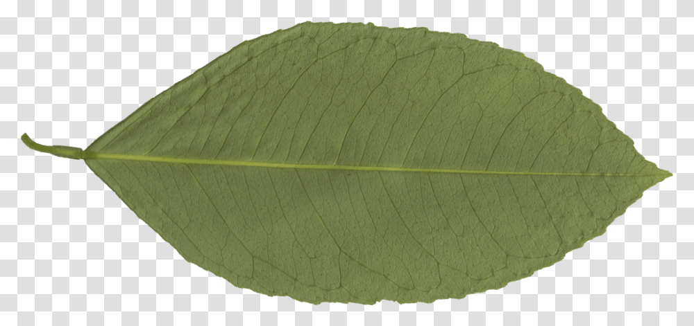 Leaf Canoe Birch, Plant, Tennis Ball, Sport, Sports Transparent Png