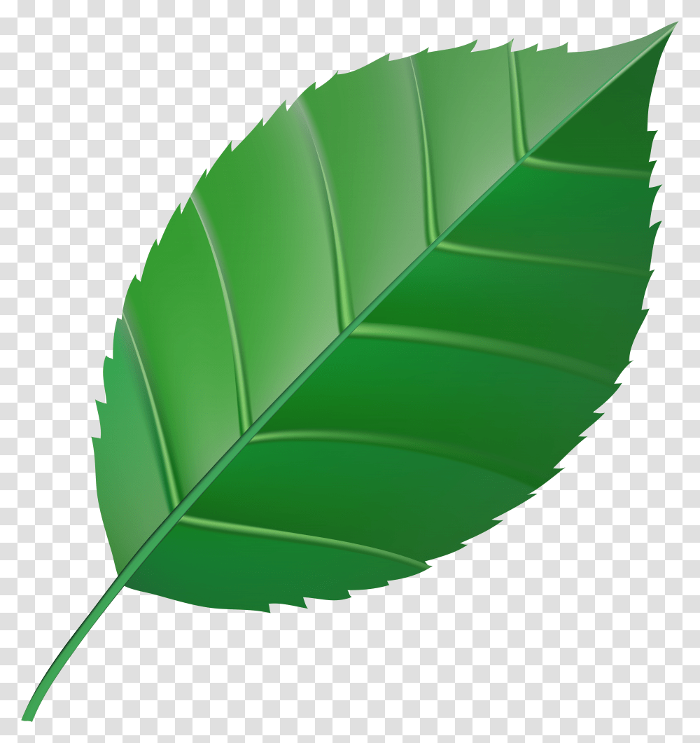 Leaf Clip Art Color Transparent Png