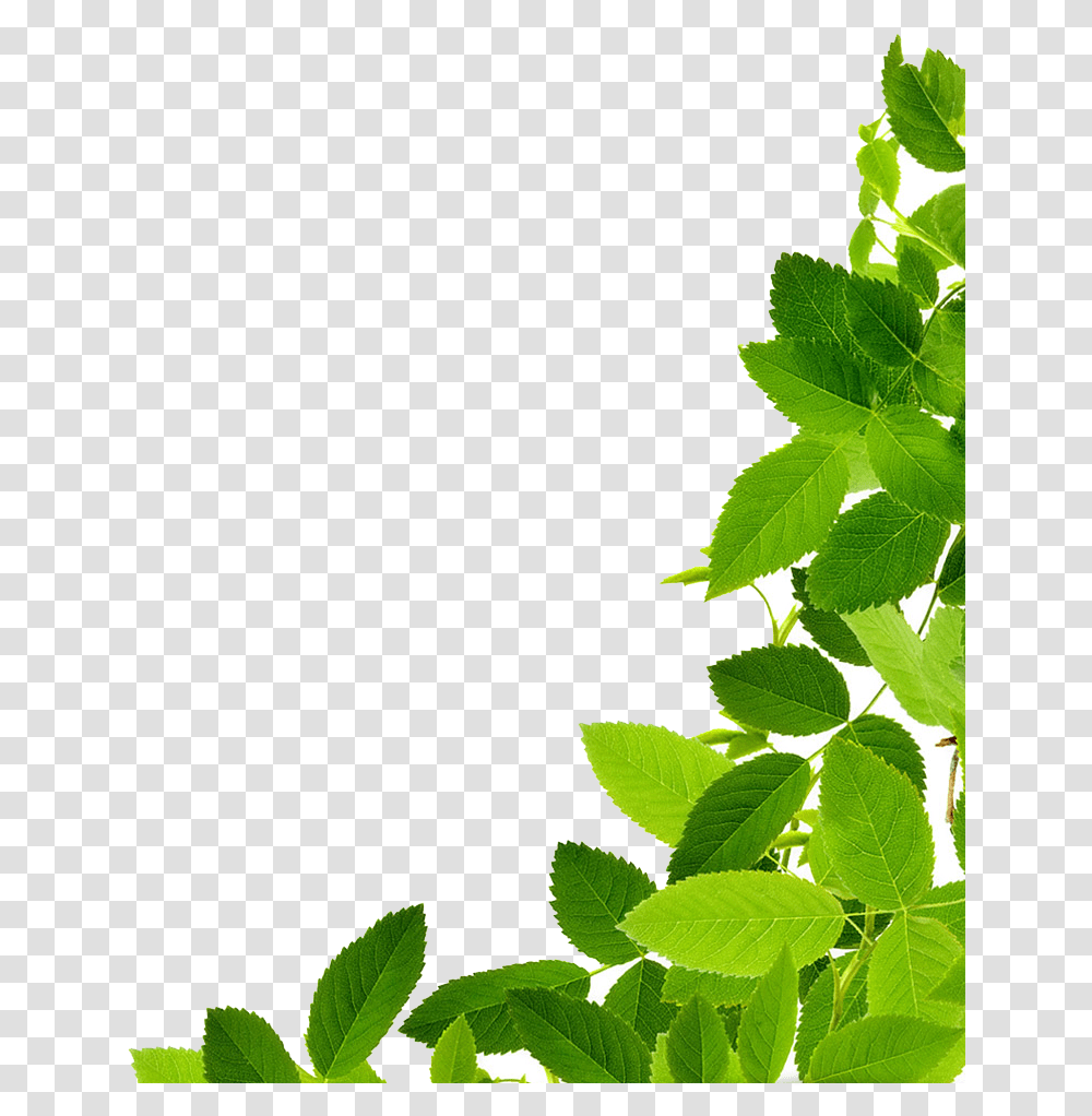 Leaf Clip Art Green Leaves, Plant, Potted Plant, Vase, Jar Transparent Png