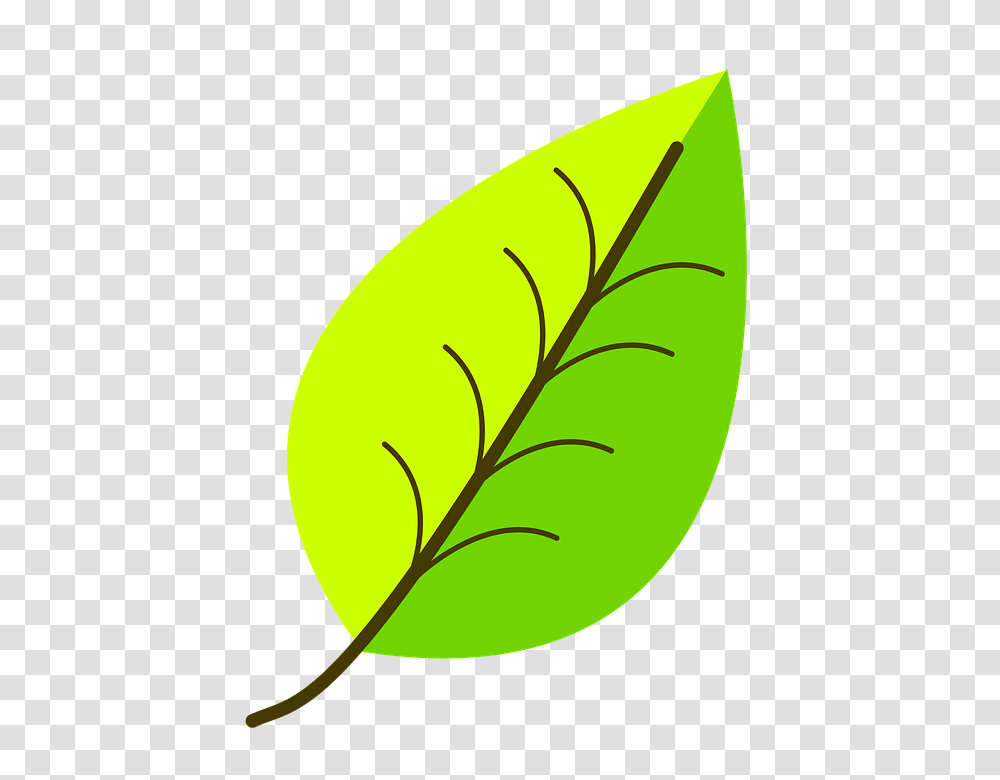 Leaf Clip Art Leaf Pattern, Plant, Tennis Ball, Sport, Sports Transparent Png