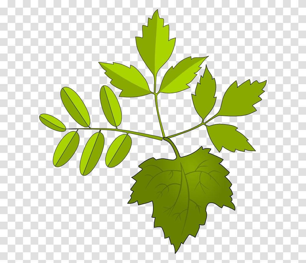 Leaf Clip Art Microsoft, Plant, Green, Tree, Maple Leaf Transparent Png