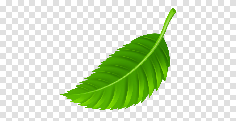 Leaf Clip Art, Plant, Green, Silhouette, Fern Transparent Png