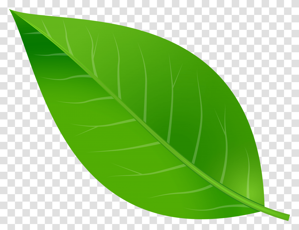 Leaf Clip Art, Plant, Green, Tennis Ball, Sport Transparent Png