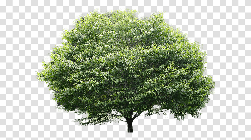 Leaf Clipart Banyan American Hornbeam Tree, Bush, Vegetation, Plant, Maple Transparent Png