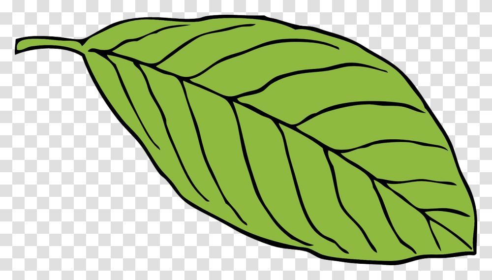 Leaf Clipart Black And White, Plant, Veins, Food, Seed Transparent Png