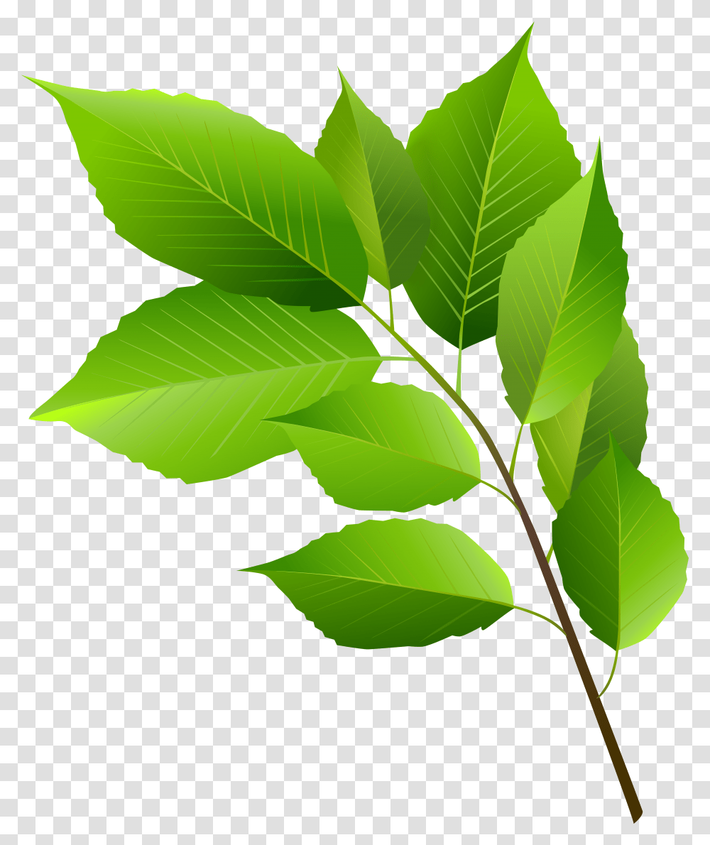 Leaf Clipart Green, Plant, Veins Transparent Png