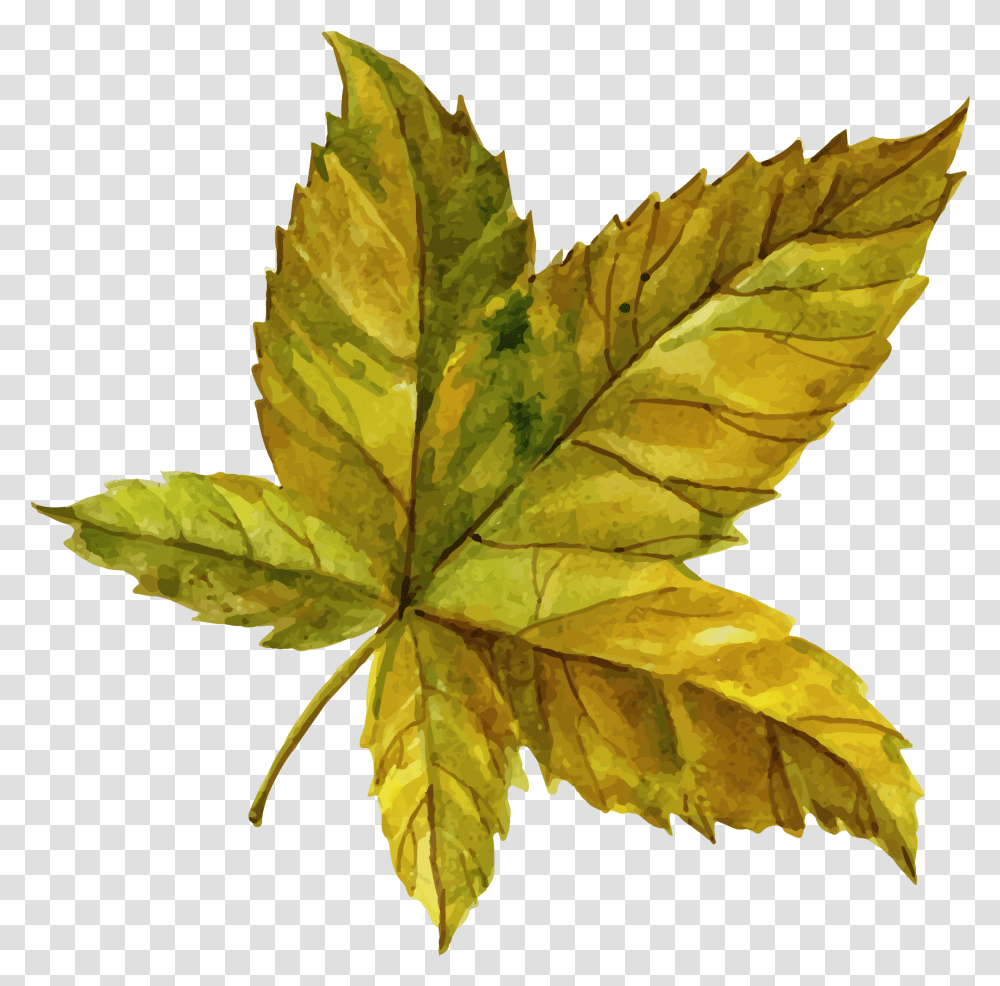Leaf Clipart Image Free Download Searchpngcom Maple Leaf, Plant, Tree, Veins Transparent Png