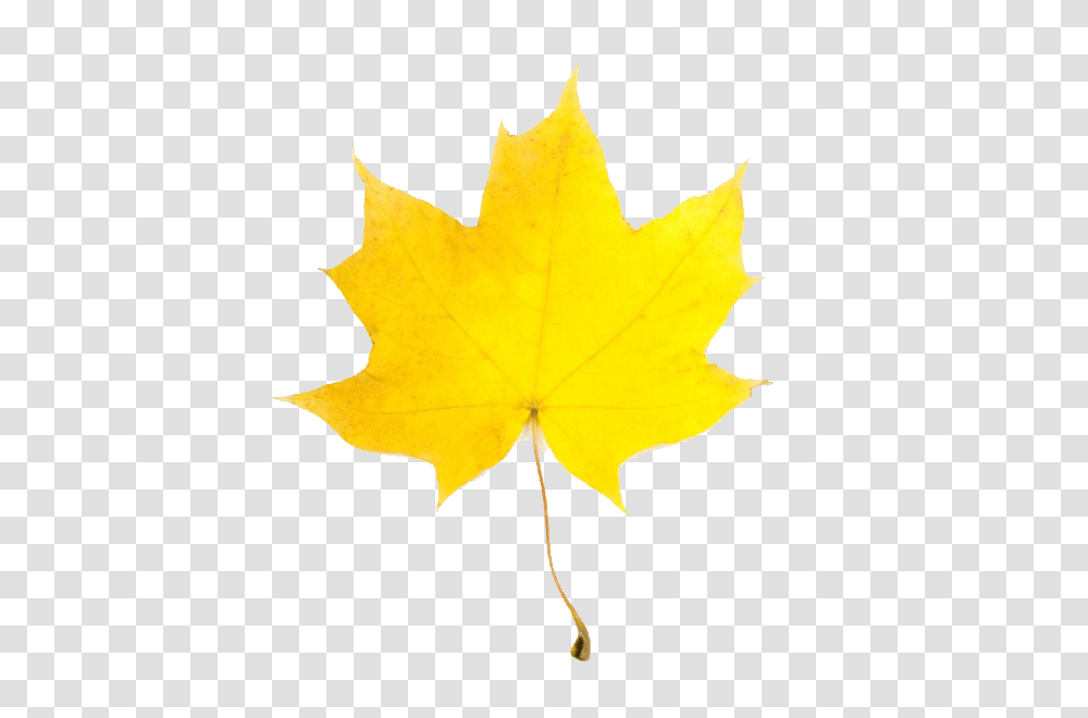 Leaf Clipart, Plant, Maple Leaf, Tree Transparent Png