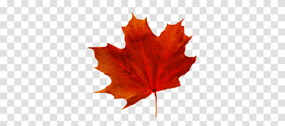 Leaf Clipart, Plant, Tree, Maple, Maple Leaf Transparent Png