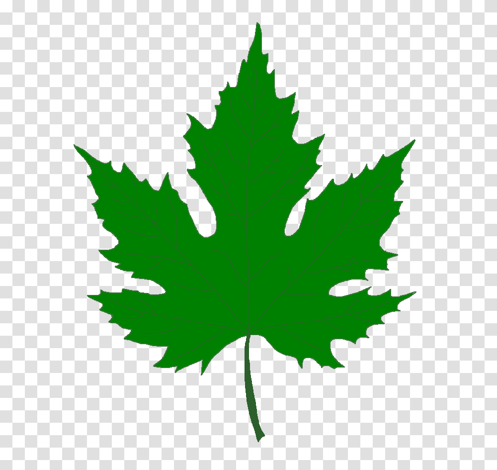 Leaf Clipart Sycamore Tree, Plant, Maple, Person, Human Transparent Png