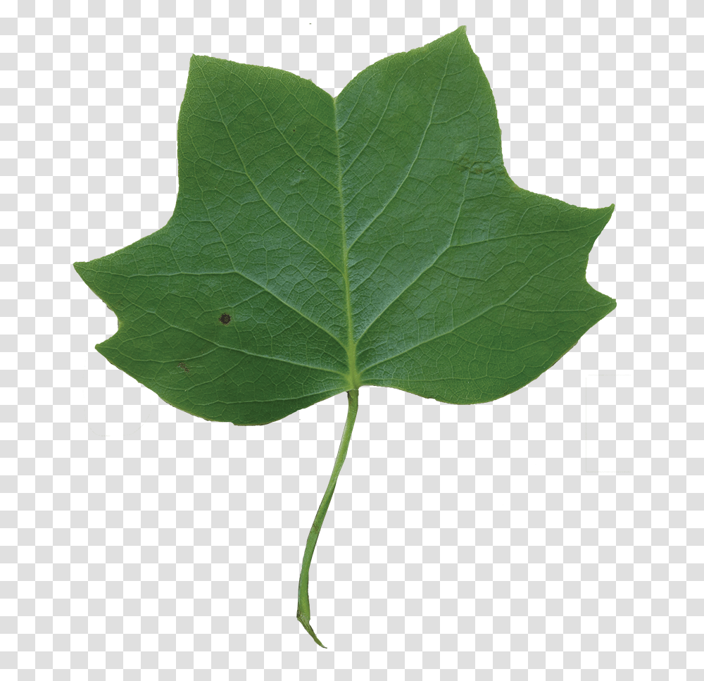 Leaf Clipart Tulip Tree, Plant, Oak, Sycamore, Maple Transparent Png
