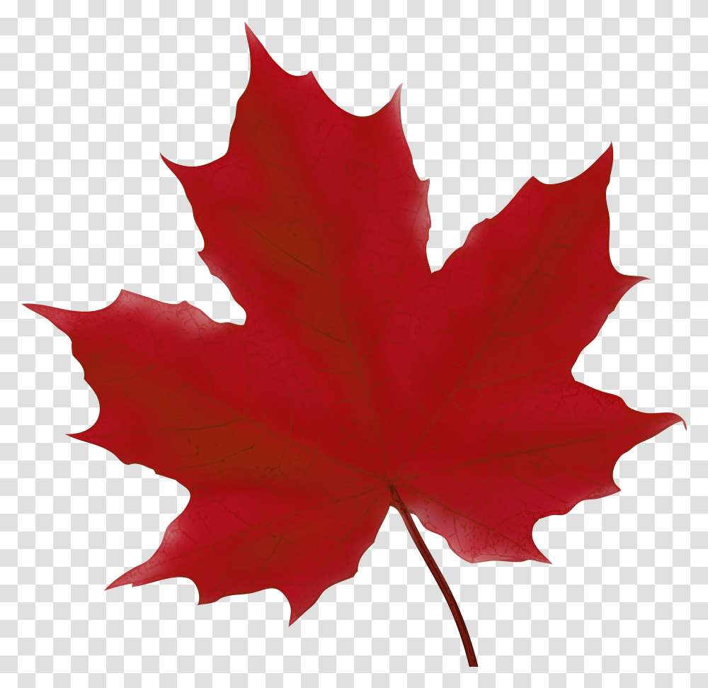 Leaf Cliparts Maple Red Maple Leaf Clip Art Transparent Png