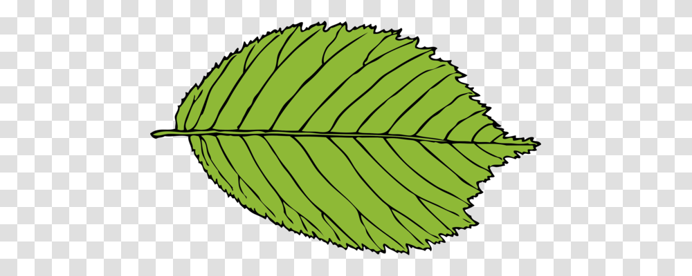 Leaf Computer Icons Green Download Drawing, Plant, Veins, Fern Transparent Png