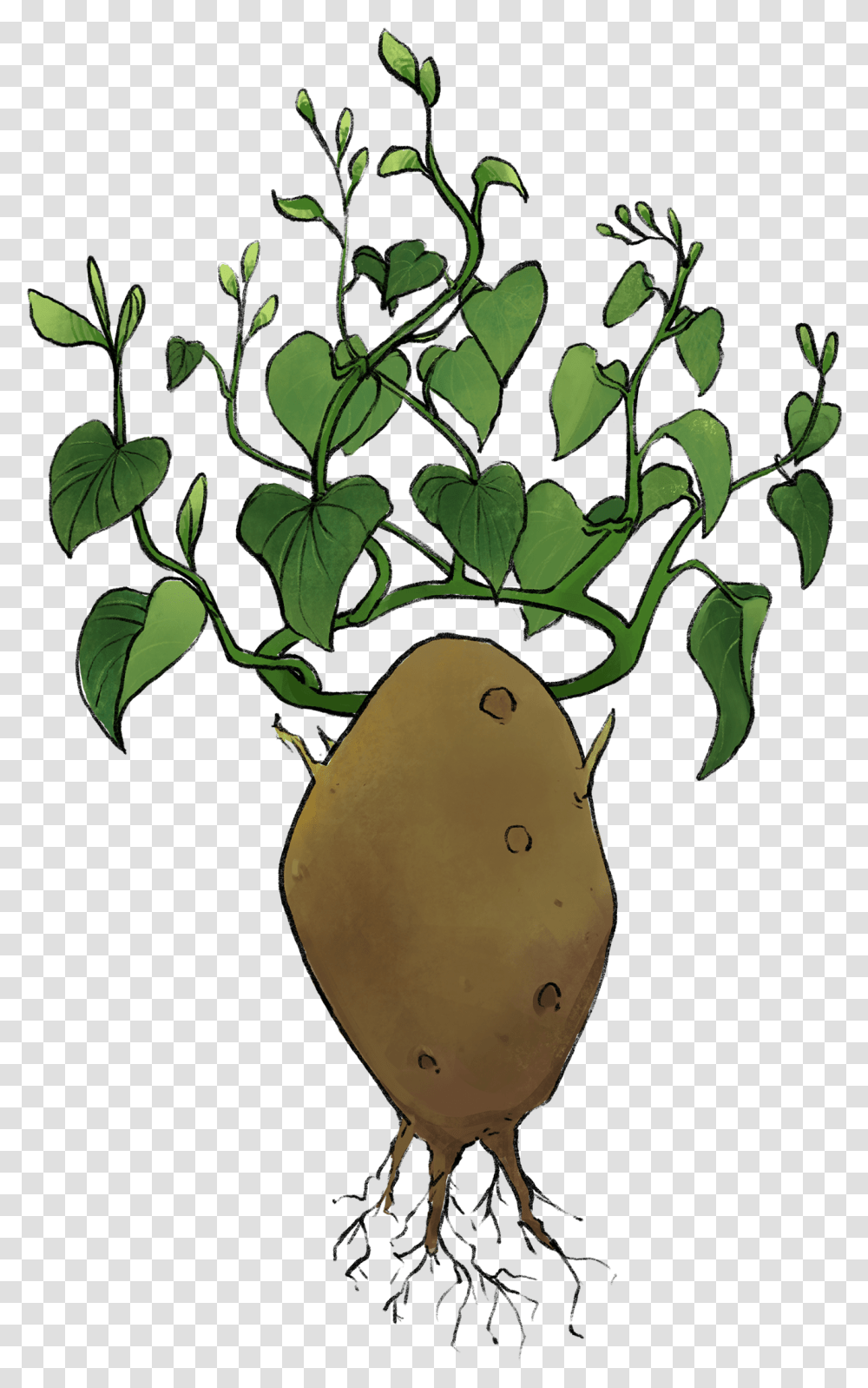 Leaf Crown, Plant, Food, Fruit, Vegetable Transparent Png