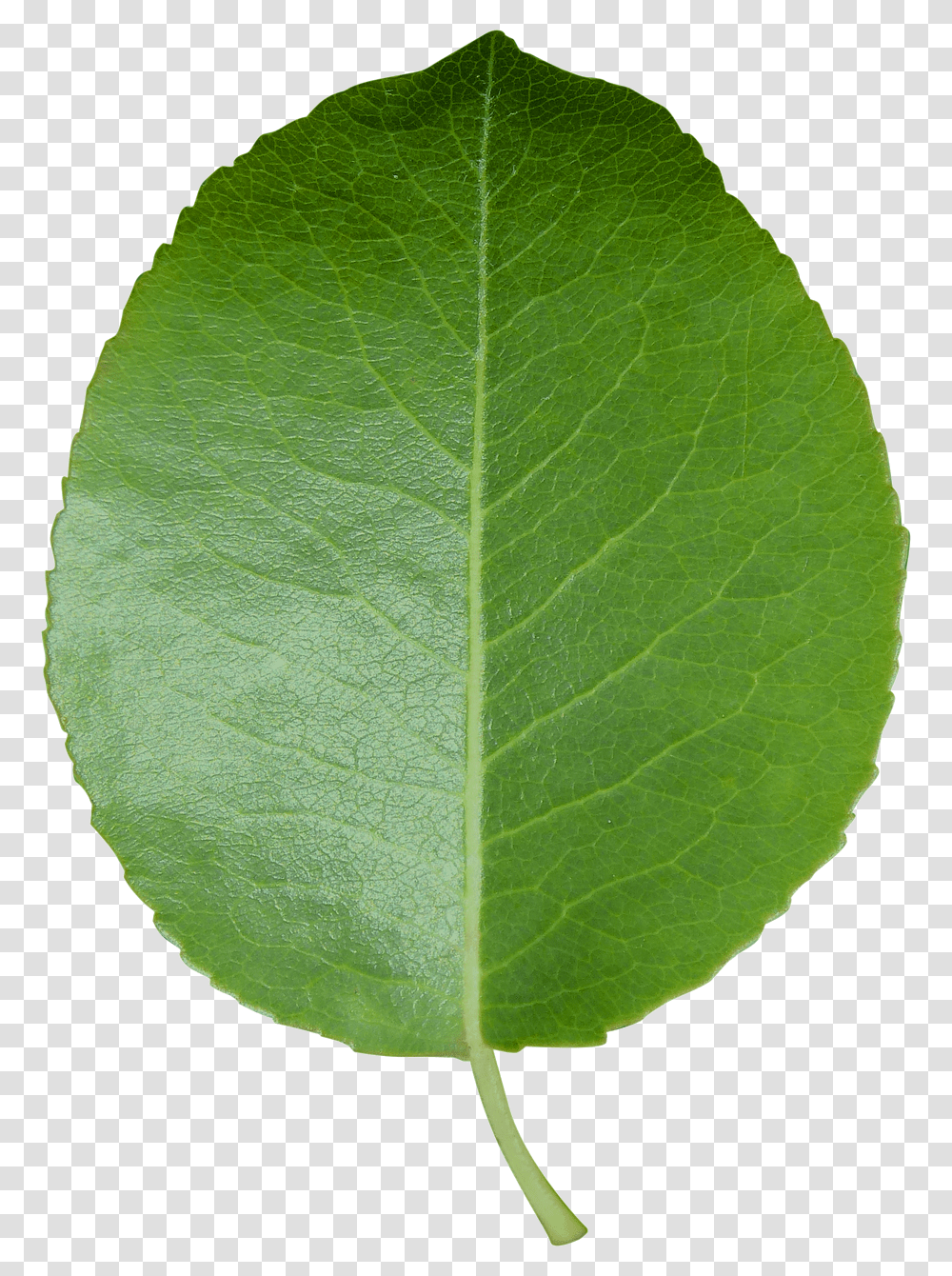 Leaf Cut Sheet Green Leaf Background, Plant, Tennis Ball, Sport, Sports Transparent Png