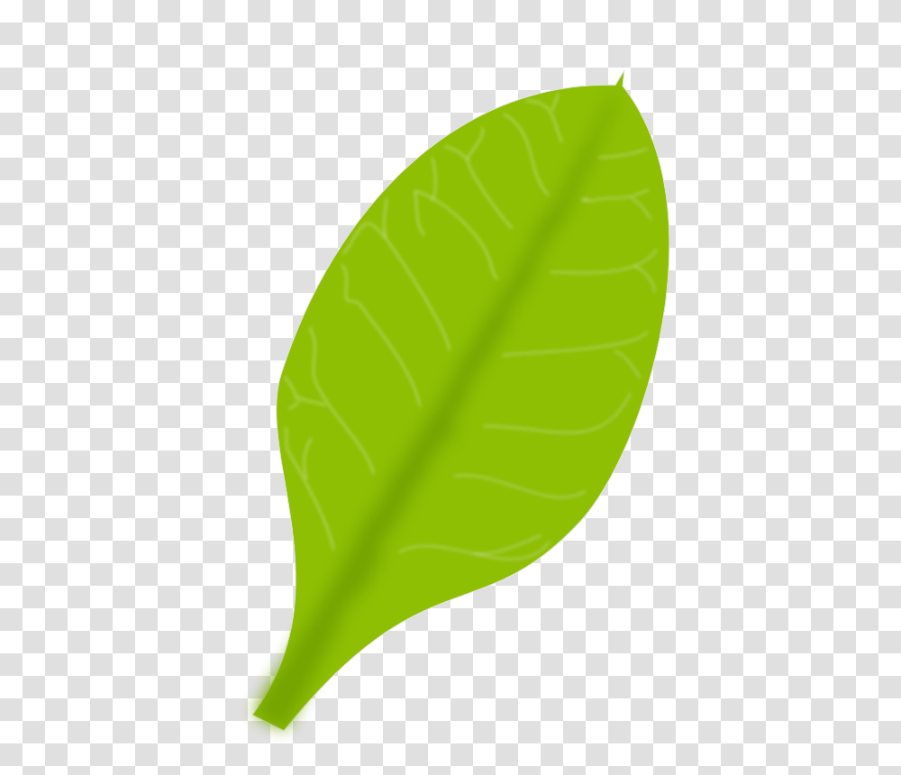 Leaf Daun, Nature, Plant, Tennis Ball, Sport Transparent Png