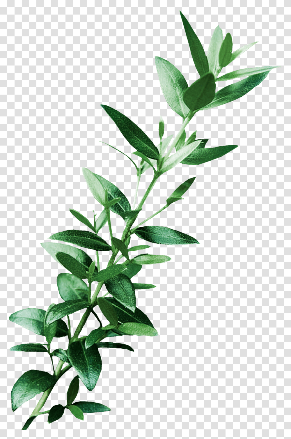 Leaf Digital Image Art Clip Art, Plant, Flower, Blossom, Green Transparent Png