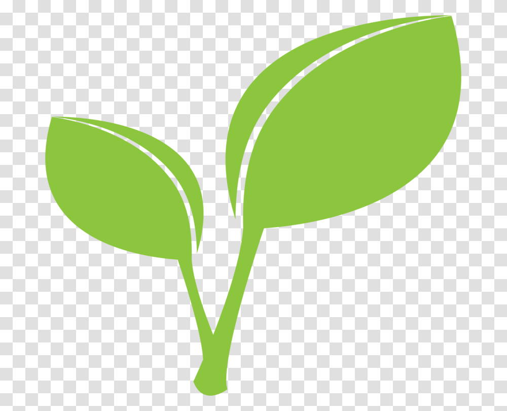 Leaf Drawing Download Plant Stem, Tennis Ball, Sport, Sports, Green Transparent Png