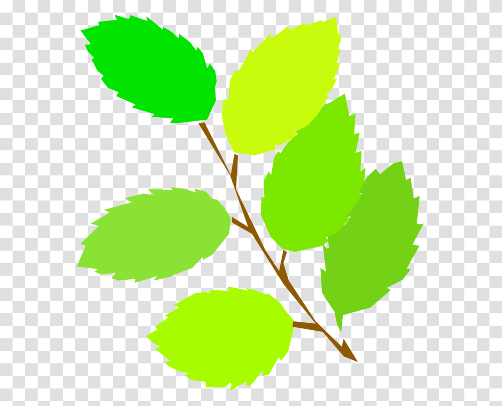 Leaf Drawing Twig Branch Plant Stem, Green, Veins, Person, Human Transparent Png