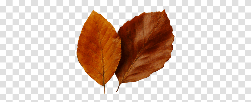 Leaf Fall Leaves Clip Art Beautiful Autumn Clipart 2 Clipartix Autumn, Plant, Veins, Bread Transparent Png