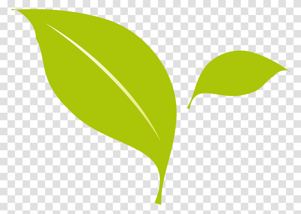 Leaf Flat Design, Plant, Tennis Ball, Sport, Sports Transparent Png