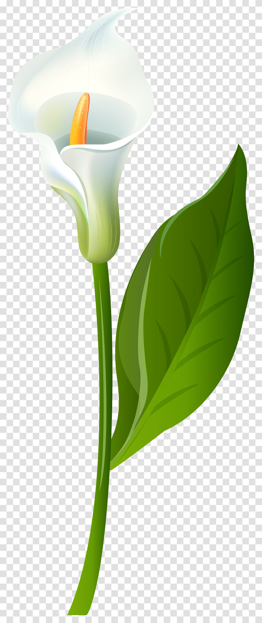 Leaf Flower Plant Stem Green Calla Lily Clipart, Blossom, Tulip, Petal, Bud Transparent Png