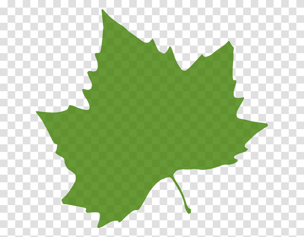 Leaf Graphic Gallery Images, Plant, Tree, Maple Leaf, Person Transparent Png