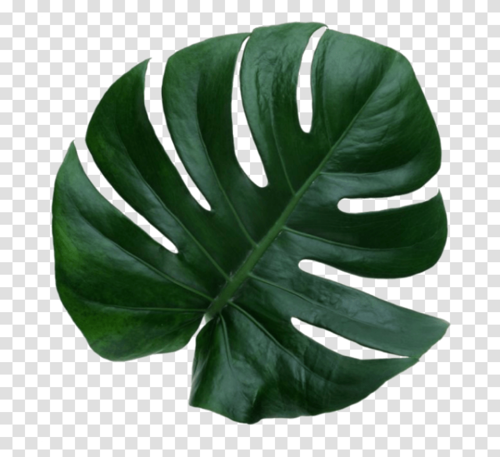 Leaf Greean Plant Aesthetic Leave, Veins, Fern, Glove Transparent Png