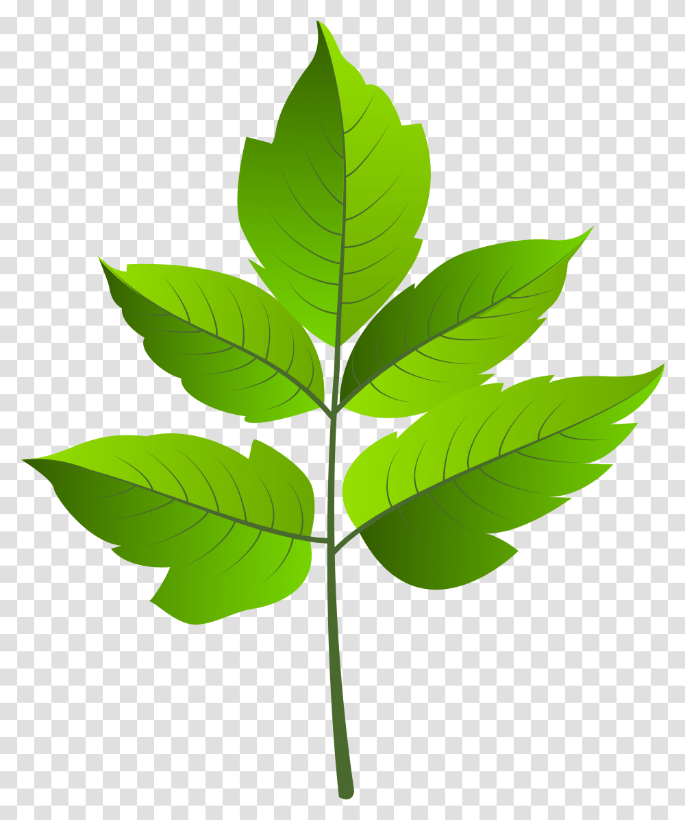 Leaf Green Clip Ar, Plant, Maple Leaf Transparent Png