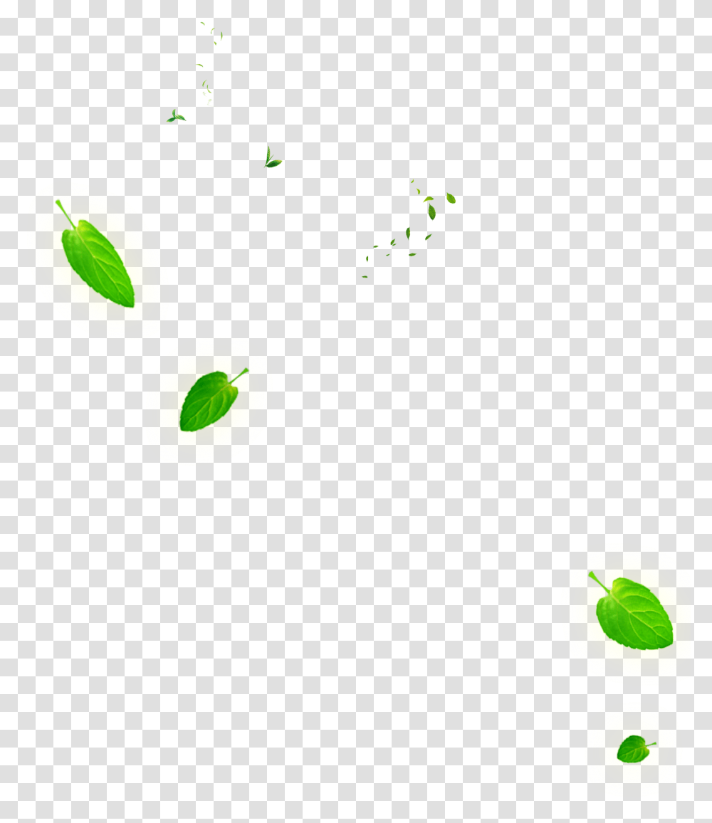 Leaf Green Euclidean Vector Falling Tea Leaves, Plant, Produce, Food, Vegetable Transparent Png