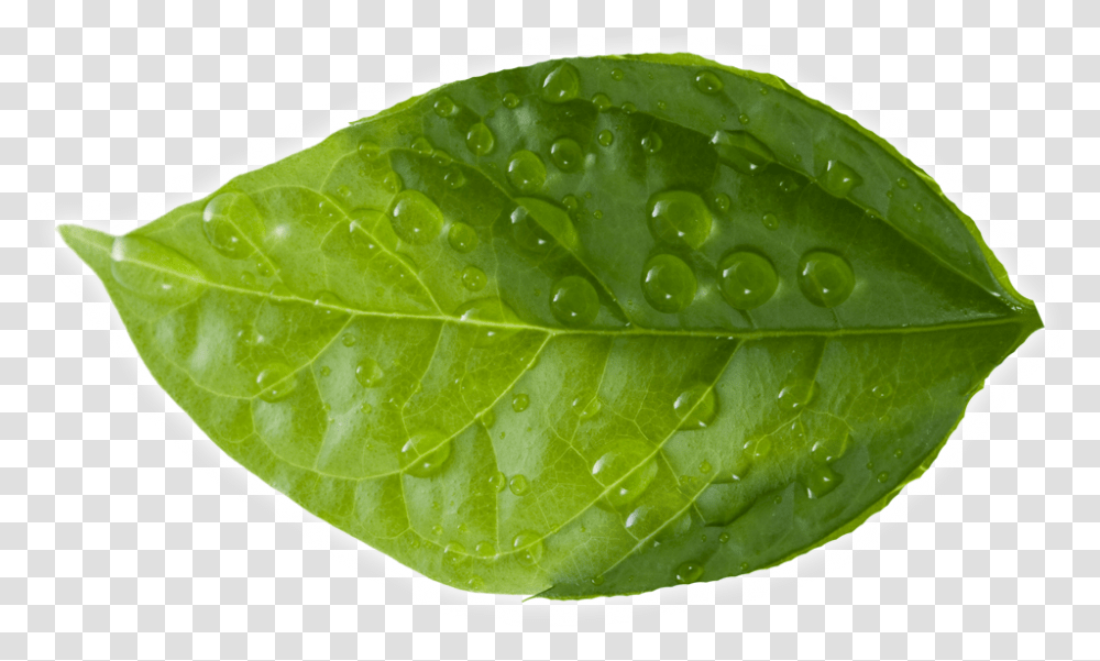 Leaf Green Leaves, Plant, Food, Veins, Vegetable Transparent Png