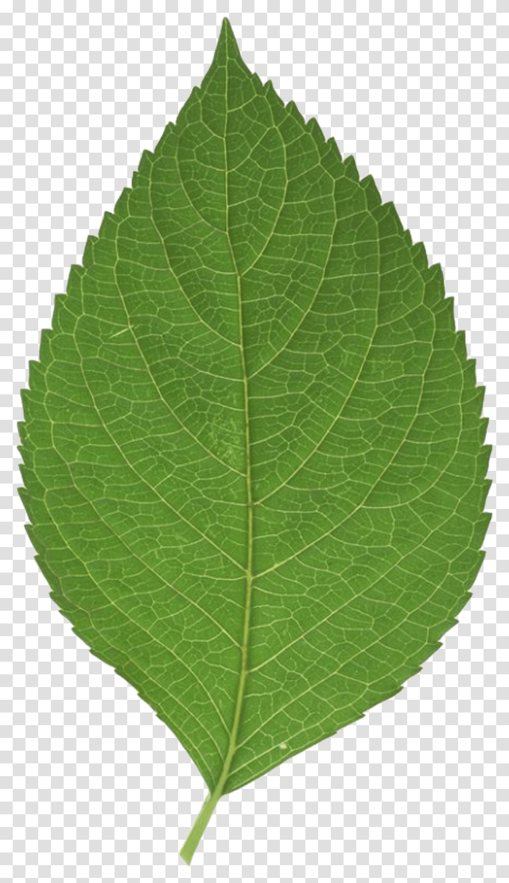 Leaf Green Sweet Birch, Plant, Veins, Photography Transparent Png