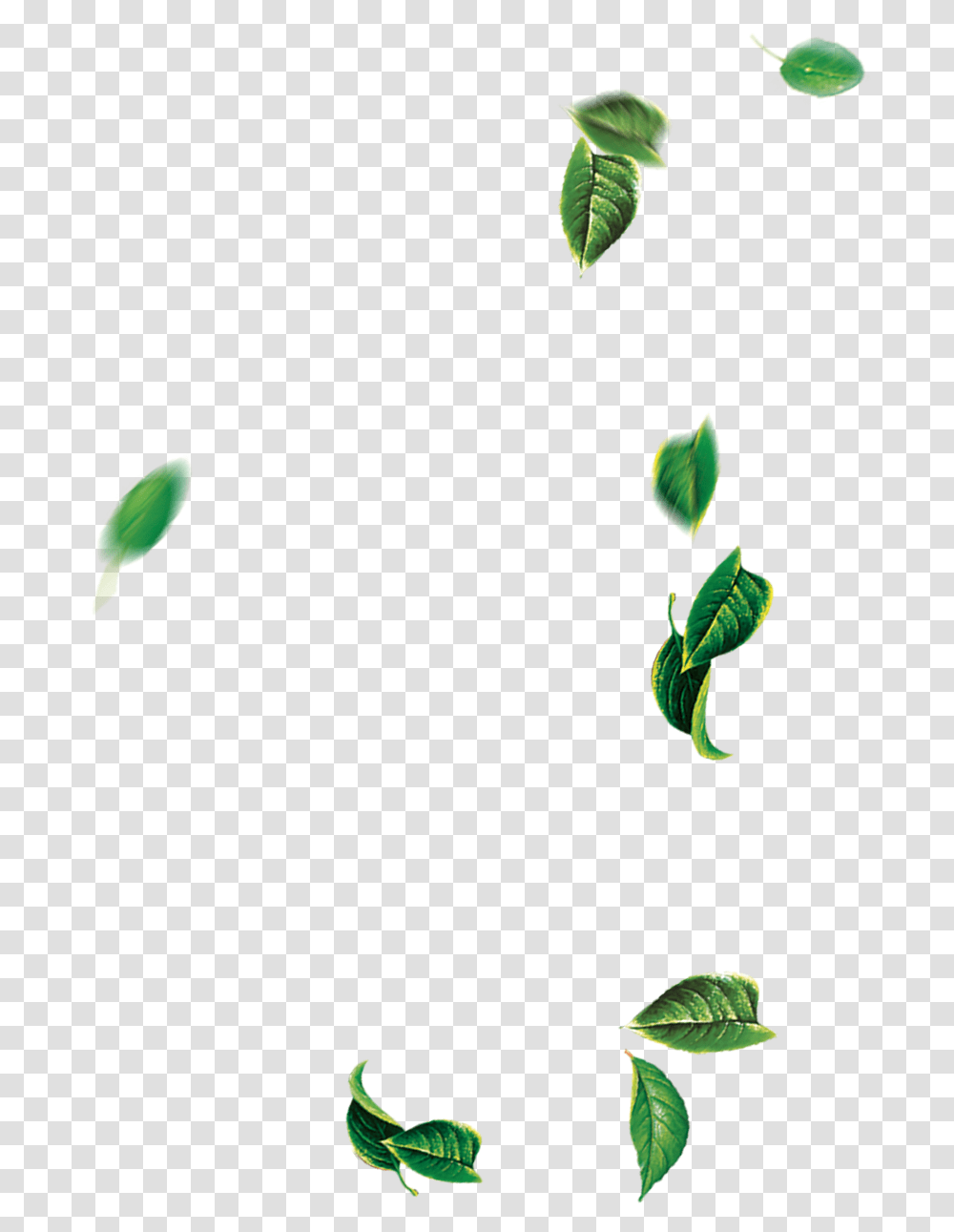Leaf Green Tree Falling Tree Leaves, Plant, Flower, Bird, Animal Transparent Png