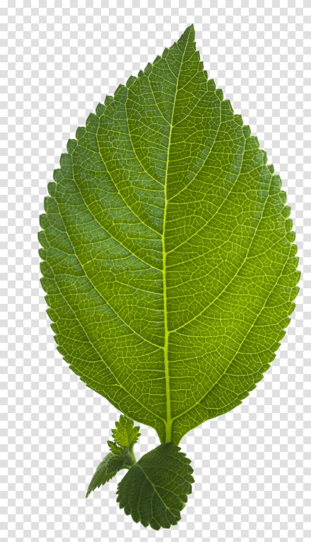 Leaf Hd Continental X King Racesport Black Chili Silver, Plant, Veins, Pineapple, Fruit Transparent Png