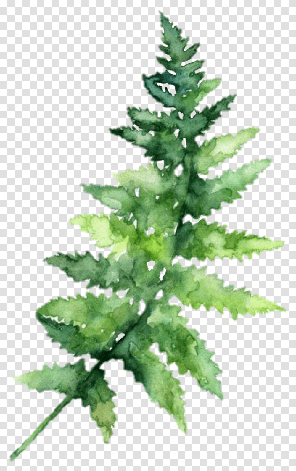 Leaf Hd Image Leaves Watercolor, Plant, Fern, Tree, Christmas Tree Transparent Png