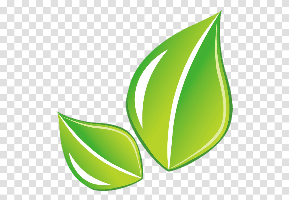 Leaf Hoja Green, Plant, Flower, Aloe Transparent Png