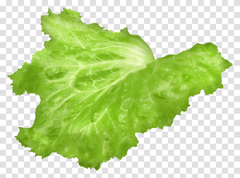 Leaf Image Gallery Lettuce Leaf Background Transparent Png