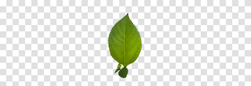 Leaf Image, Plant, Green, Flower, Blossom Transparent Png