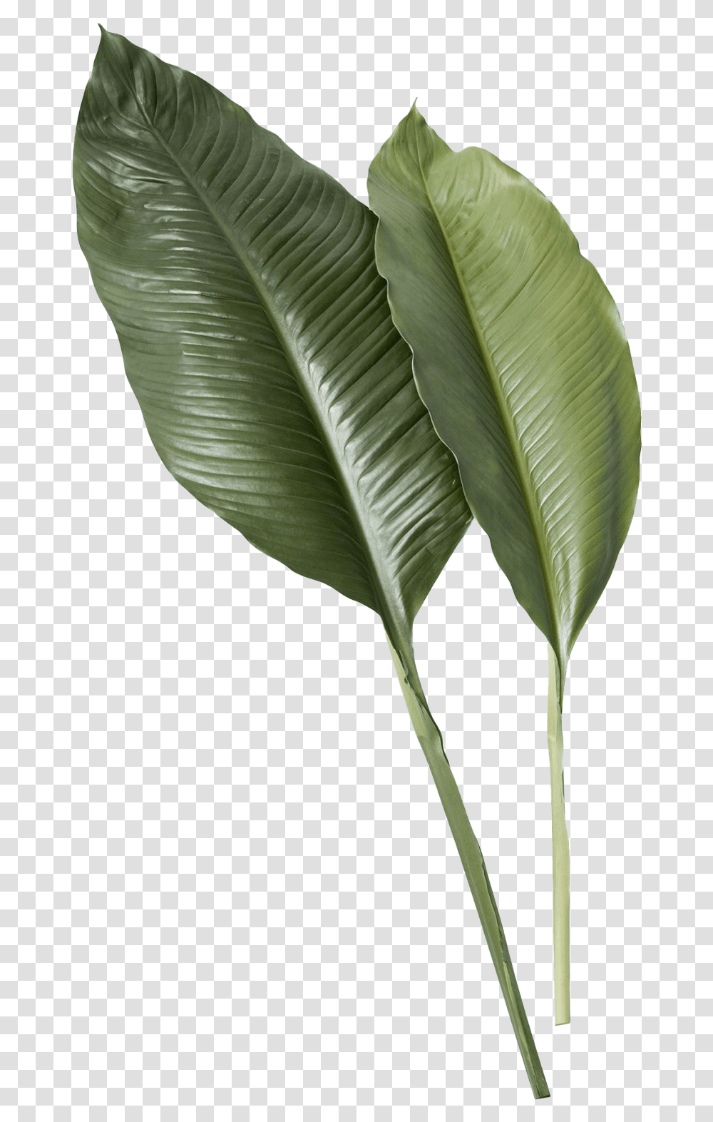 Leaf Image Tropical Leaves, Plant, Bird, Animal, Flower Transparent Png