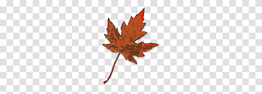 Leaf Images Icon Cliparts, Plant, Tree, Maple, Maple Leaf Transparent Png