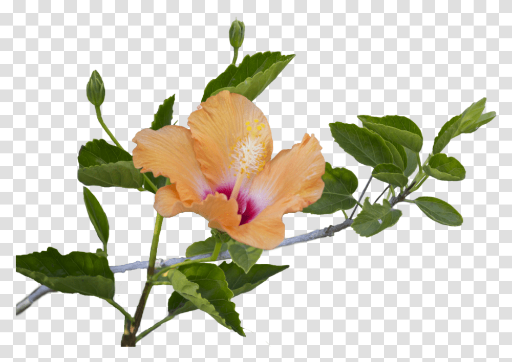 Leaf Images Pluspng Hibiscus Flowers And Leaves, Plant, Blossom, Acanthaceae Transparent Png