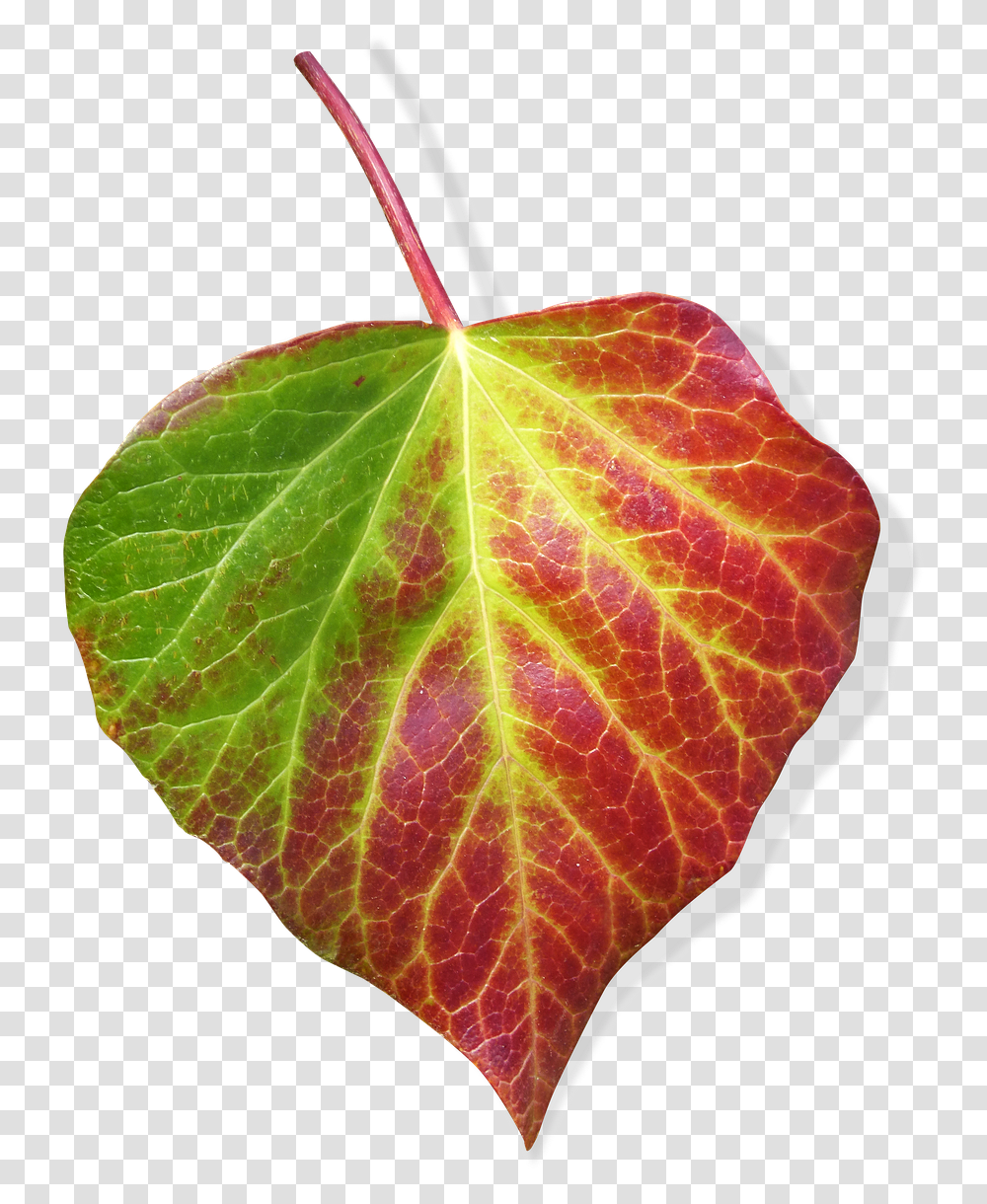 Leaf Ivy Background Green And Red Leaf Leaf, Plant, Veins, Tennis Ball, Sport Transparent Png