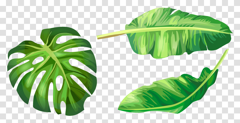 Leaf Leaves Illustration Euclidean Vector Green Banana Banana Leaf Vector, Plant, Vegetable, Food, Lettuce Transparent Png